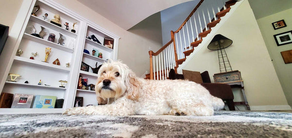 White dog lying on a carpeted floor in a home setting with double hidden bookcase door and a staircase in the background.